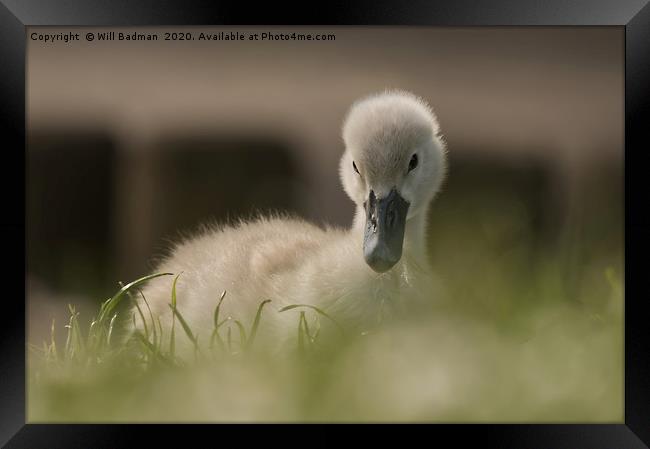 Young Cygnet Framed Print by Will Badman