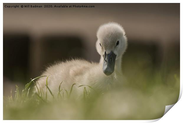Young Cygnet Print by Will Badman