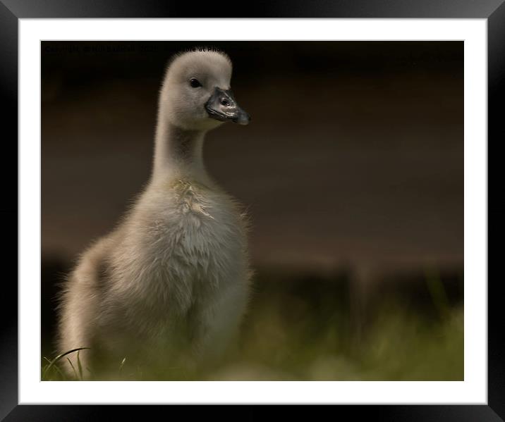 Happy little Cygnet Framed Mounted Print by Will Badman