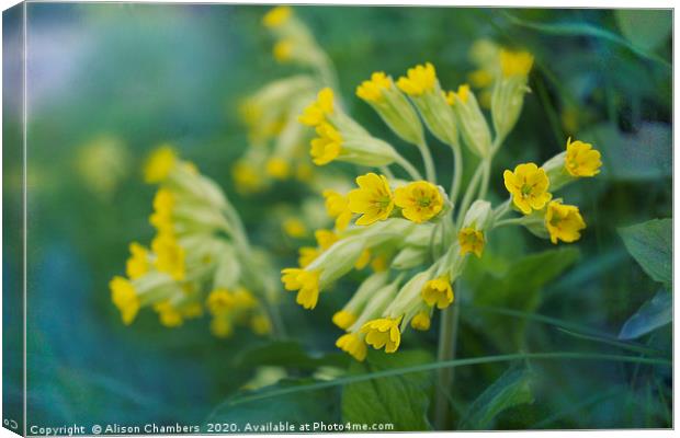 Cowslips Canvas Print by Alison Chambers