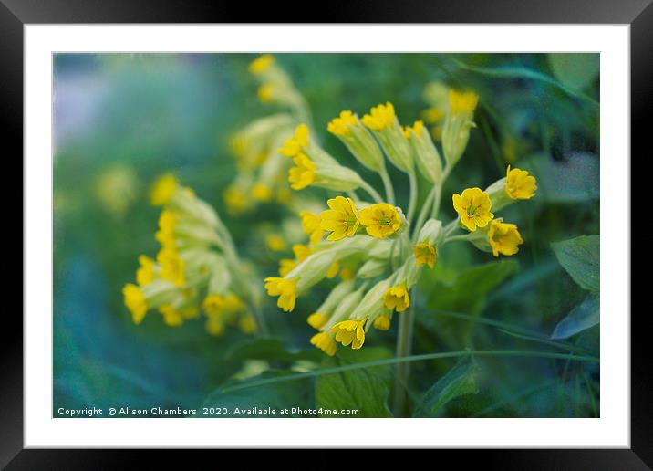 Cowslips Framed Mounted Print by Alison Chambers