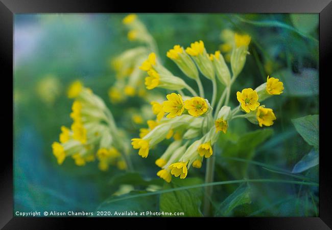 Cowslips Framed Print by Alison Chambers