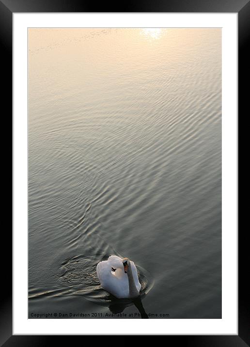 Swan Lake Framed Mounted Print by Dan Davidson