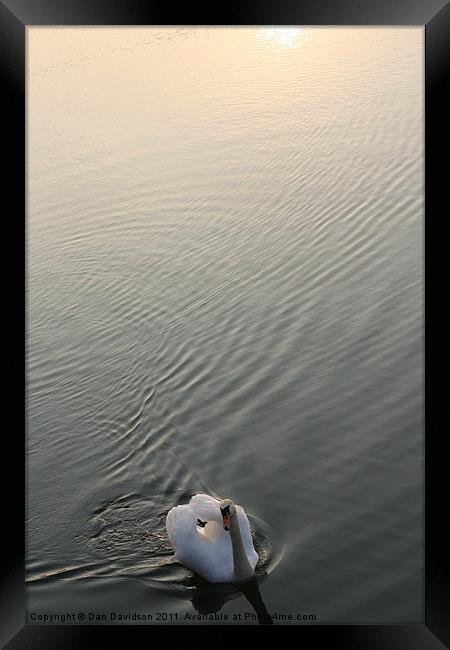 Swan Lake Framed Print by Dan Davidson
