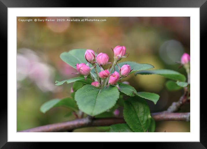 Beautiful pink Apple blossom, in bud Framed Mounted Print by Gary Parker