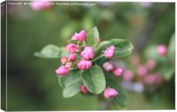 Beautiful pink Apple blossom, in bud Canvas Print by Gary Parker
