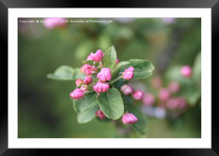 Beautiful pink Apple blossom, in bud Framed Mounted Print by Gary Parker