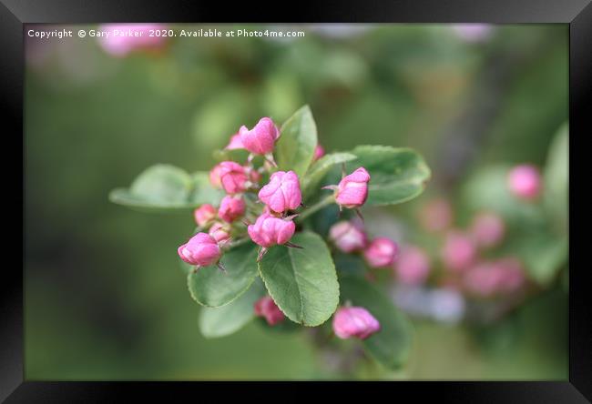 Beautiful pink Apple blossom, in bud Framed Print by Gary Parker