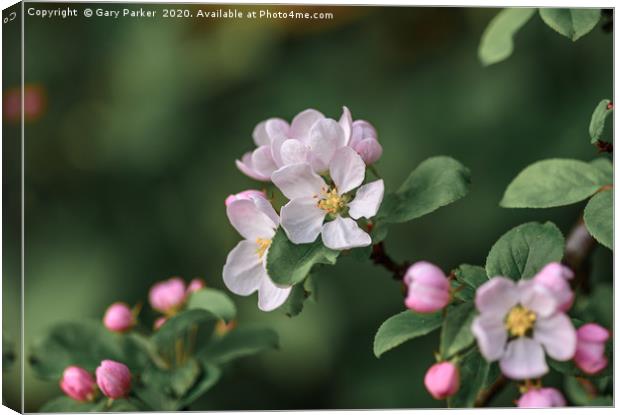 Beautiful, pink and white Apple blossom, in bloom  Canvas Print by Gary Parker