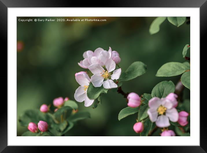 Beautiful, pink and white Apple blossom, in bloom  Framed Mounted Print by Gary Parker
