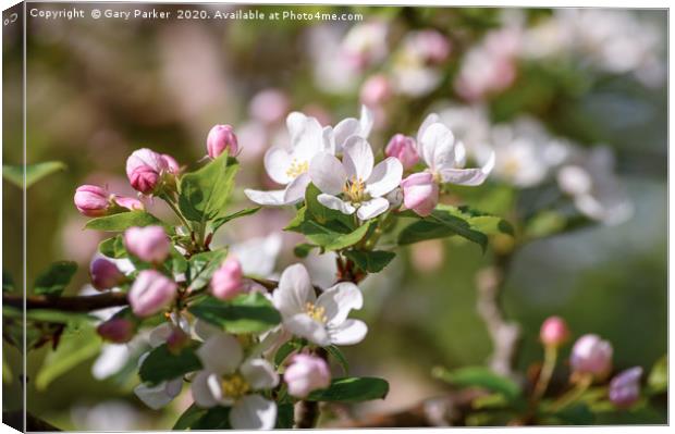 Beautiful, pink and white Apple blossom, in bloom  Canvas Print by Gary Parker