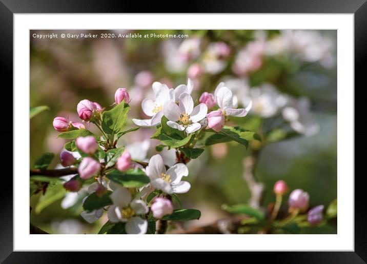 Beautiful, pink and white Apple blossom, in bloom  Framed Mounted Print by Gary Parker