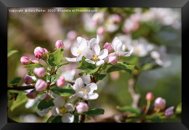 Beautiful, pink and white Apple blossom, in bloom  Framed Print by Gary Parker