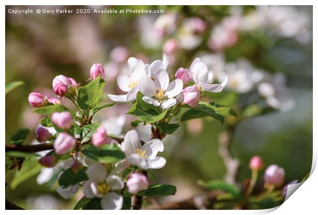 Beautiful, pink and white Apple blossom, in bloom  Print by Gary Parker