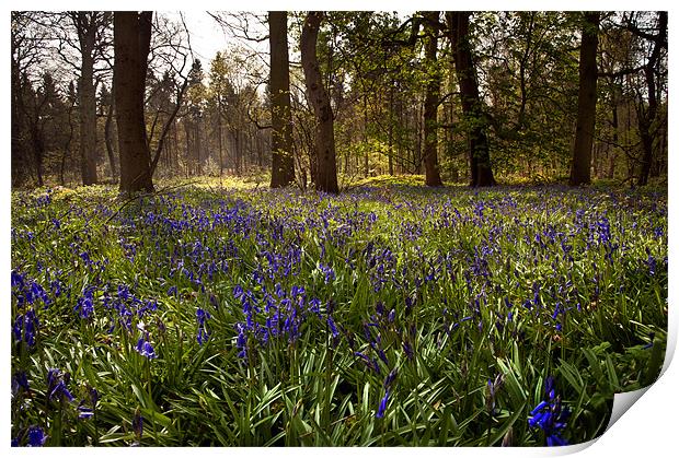 Bluebell wood Print by Stephen Mole