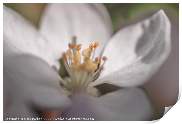 Close up of an Apple blossom, in full bloom.   Print by Gary Parker