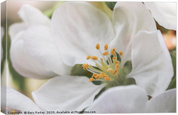 Close up of an Apple blossom, in full bloom.   Canvas Print by Gary Parker