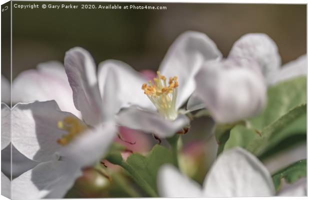 Close up of an Apple blossom, in full bloom.   Canvas Print by Gary Parker