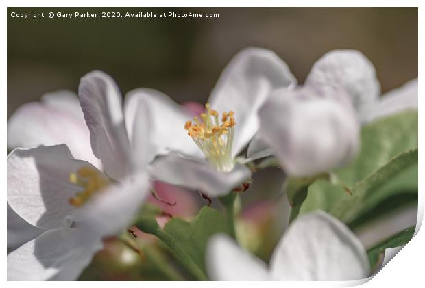 Close up of an Apple blossom, in full bloom.   Print by Gary Parker