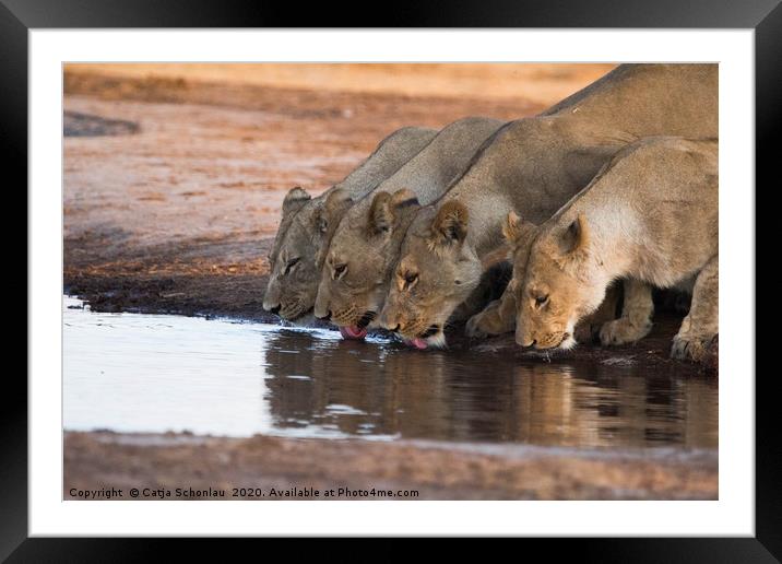 Lionesses at the waterhole Framed Mounted Print by Catja Schonlau