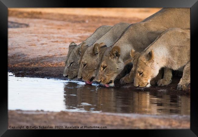 Lionesses at the waterhole Framed Print by Catja Schonlau