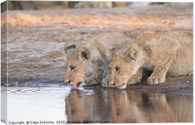 Lion Cubs drinking Canvas Print by Catja Schonlau