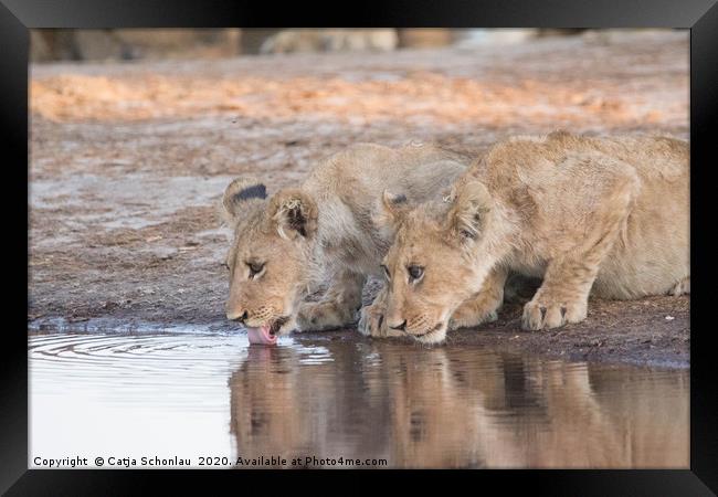 Lion Cubs drinking Framed Print by Catja Schonlau
