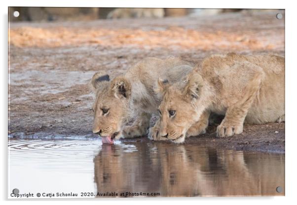 Lion Cubs drinking Acrylic by Catja Schonlau