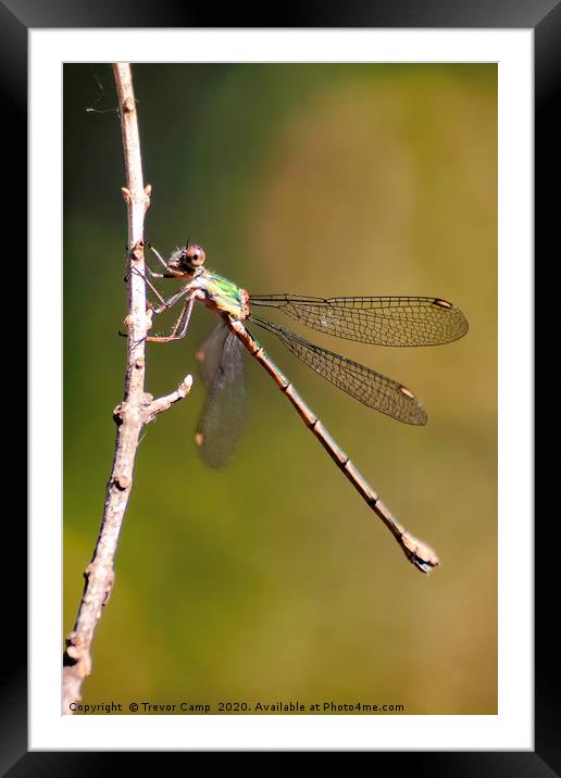 Dragonfly Framed Mounted Print by Trevor Camp