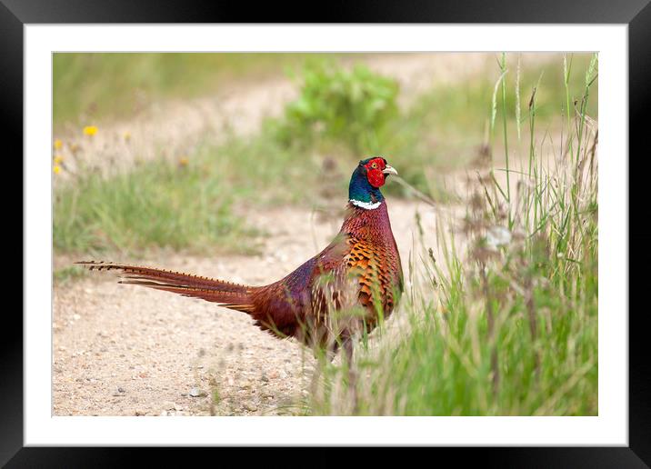 Wild male pheasant close up on track Framed Mounted Print by Simon Bratt LRPS