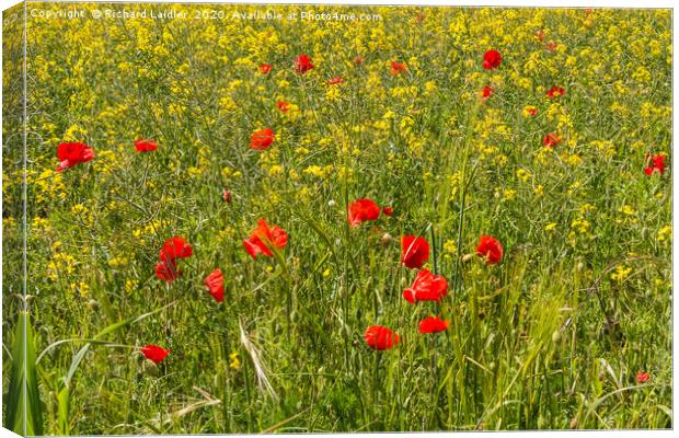 Field Poppies and Oilseed Rape Canvas Print by Richard Laidler
