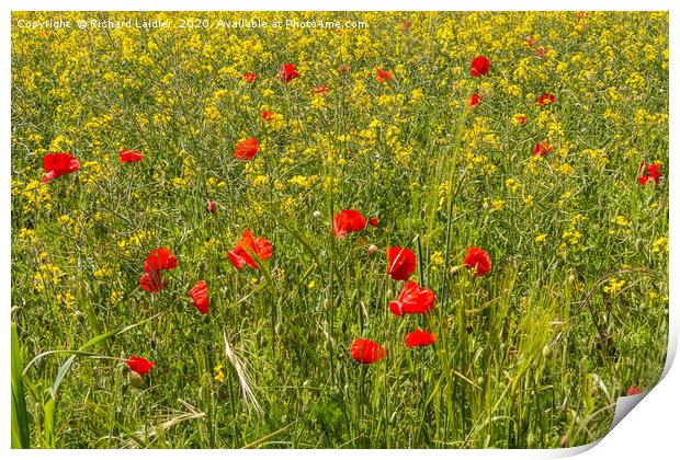 Field Poppies and Oilseed Rape Print by Richard Laidler