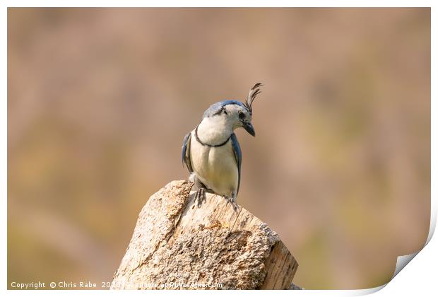 White-throated Magpie-Jay  Print by Chris Rabe