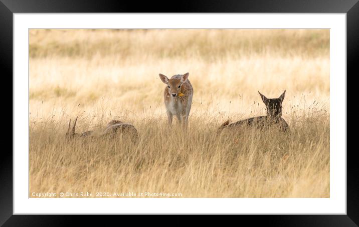 Fallow Deer fawn munching on a leaf Framed Mounted Print by Chris Rabe
