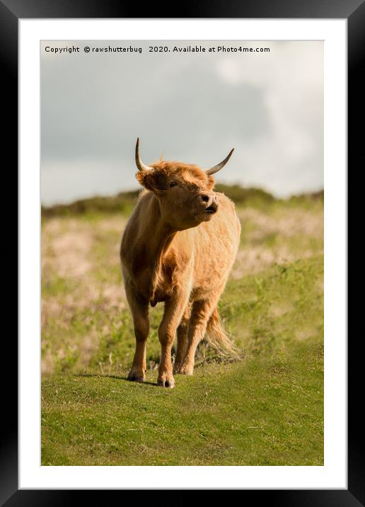 Highland Cow Framed Mounted Print by rawshutterbug 
