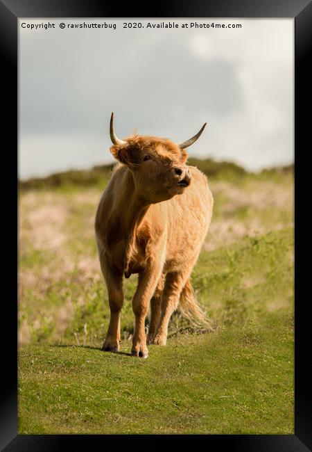 Highland Cow Framed Print by rawshutterbug 