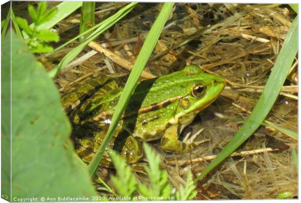 Green Frog Canvas Print by Ann Biddlecombe