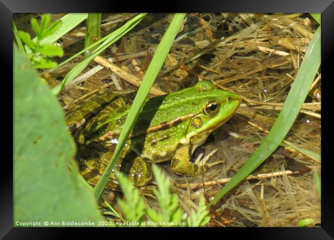 Green Frog Framed Print by Ann Biddlecombe