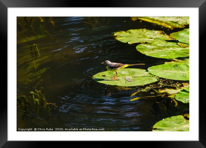 Grey Wagtail on a lily Framed Mounted Print by Chris Rabe