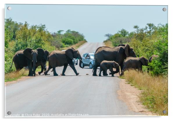 Herd of African Elephant holding up traffic Acrylic by Chris Rabe