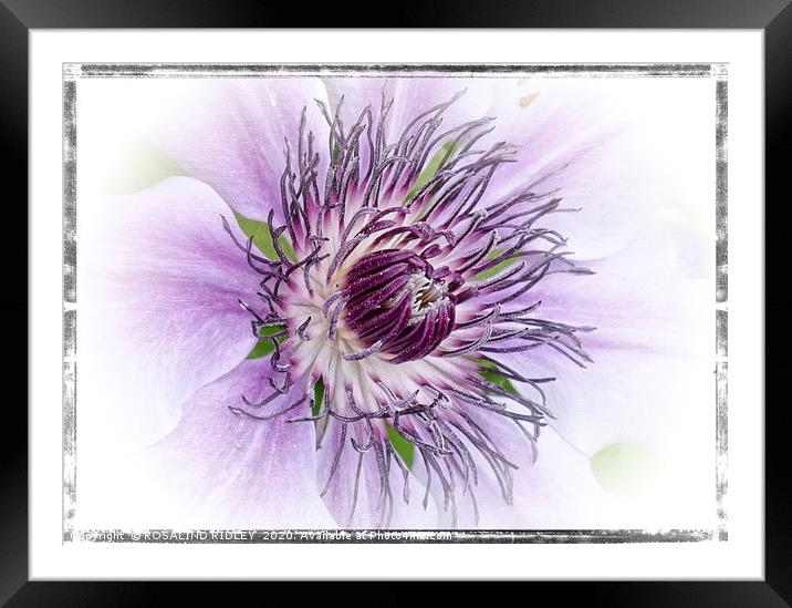 Clematis "Claire de Lune " Framed Mounted Print by ROS RIDLEY