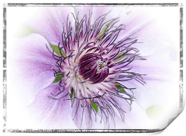 Clematis "Claire de Lune " Print by ROS RIDLEY