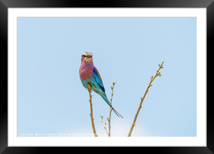 Lilac-Breasted Roller perched on a small branch Framed Mounted Print by Chris Rabe