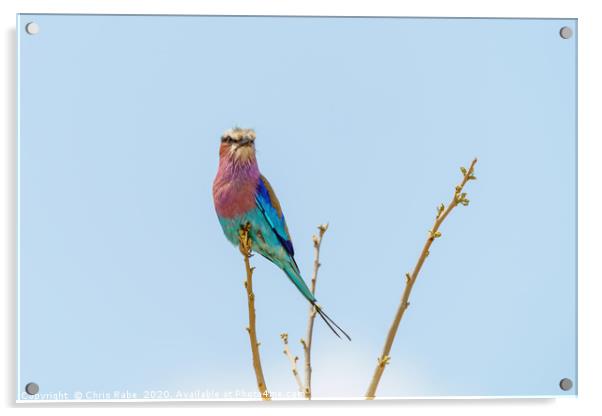 Lilac-Breasted Roller perched on a small branch Acrylic by Chris Rabe