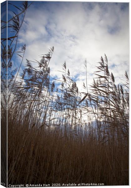 Reeds in the Wind Canvas Print by Amanda Hart