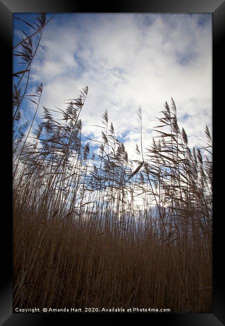 Reeds in the Wind Framed Print by Amanda Hart