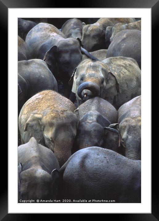 Elephant Crowd Framed Mounted Print by Amanda Hart