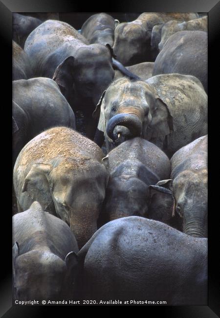 Elephant Crowd Framed Print by Amanda Hart