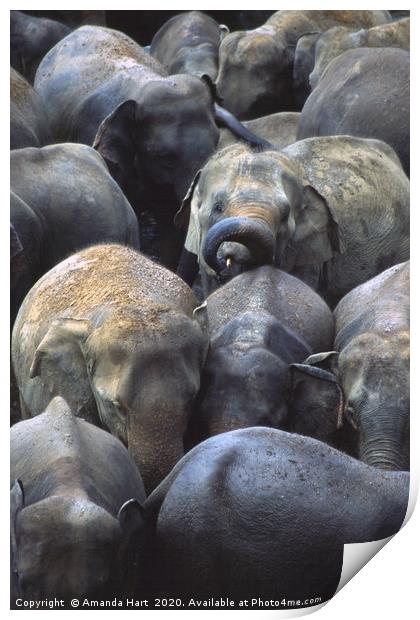 Elephant Crowd Print by Amanda Hart