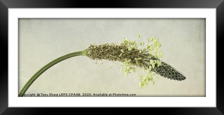RIBWORT PLANTAIN - FLOWER HEAD DETAIL Framed Mounted Print by Tony Sharp LRPS CPAGB
